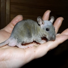 Image pour l'annonce Jeunes rats /ratons mâles aux poils rex /double-rex /lisse
