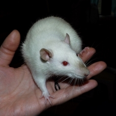 Image pour l'annonce Jeunes rats /ratons mâles aux poils rex /double-rex /lisse
