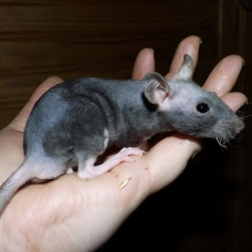 Image pour l'annonce Jeunes rats /ratons mâles aux poils rex /double-rex /lisse
