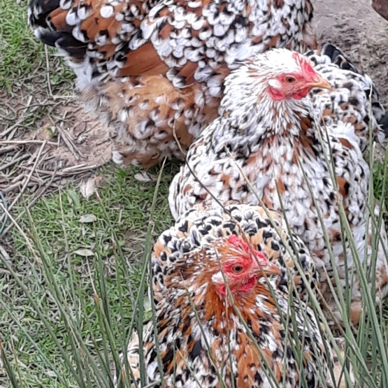 Image pour l'annonce Oeuf poule Pékin Mille-fleurs.