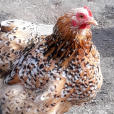 Image pour l'annonce Oeuf poule Pékin Mille-fleurs.