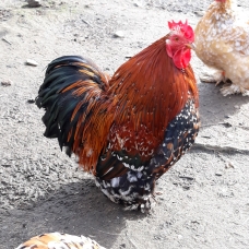 Image pour l'annonce Oeuf poule Pékin Mille-fleurs.