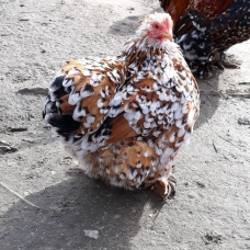 Image pour l'annonce Oeuf poule Pékin Mille-fleurs.