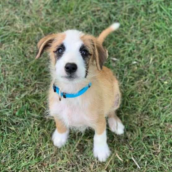 Image pour l'annonce Patchouli, chiot femelle croisée créole à adopter