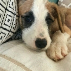 Image pour l'annonce Patchouli, chiot femelle croisée créole à adopter