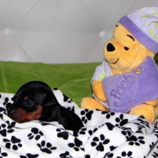 Image pour l'annonce Chiot mâle Pinscher noir et feu