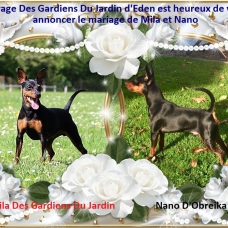 Image pour l'annonce Chiot mâle Pinscher noir et feu