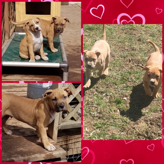 Image pour l'annonce Superbes chiots Amstaff "américan staffordshire terrier"