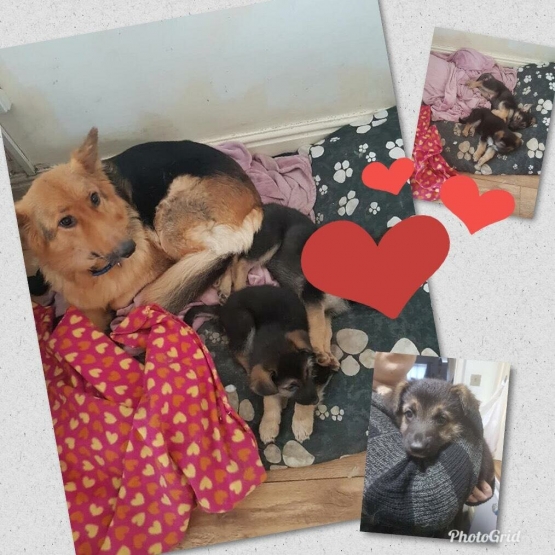 Image pour l'annonce Magnifique chiots berger allemand pour adoption
