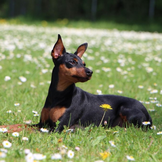 Image pour l'annonce Chiot mâle Pinscher noir et feu