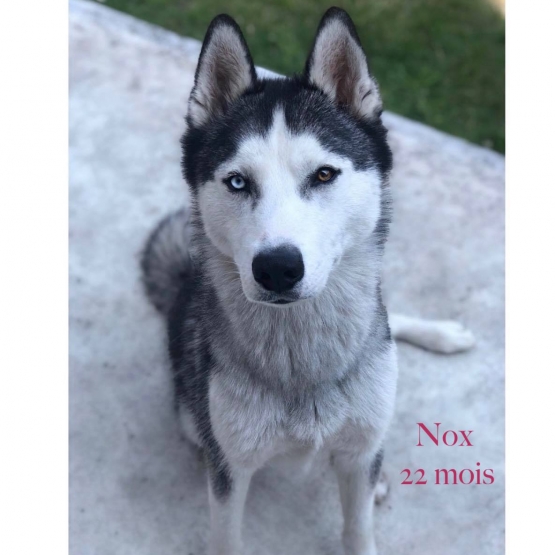 Image pour l'annonce Saillie Husky