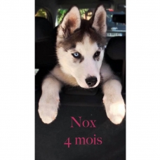 Image pour l'annonce Saillie Husky