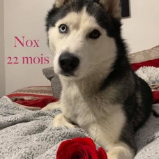 Image pour l'annonce Saillie Husky