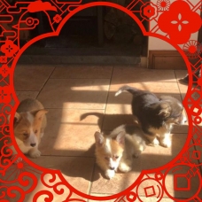 Image pour l'annonce magnifiques chiots Welsh Corgi (pembroke) pour adoption