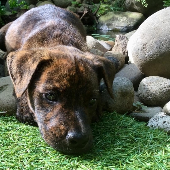 Image pour l'annonce Patton, chiot mâle croisé créole à adopter