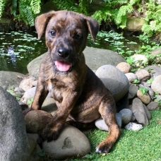 Image pour l'annonce Patton, chiot mâle croisé créole à adopter