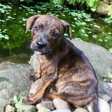Image pour l'annonce Patton, chiot mâle croisé créole à adopter