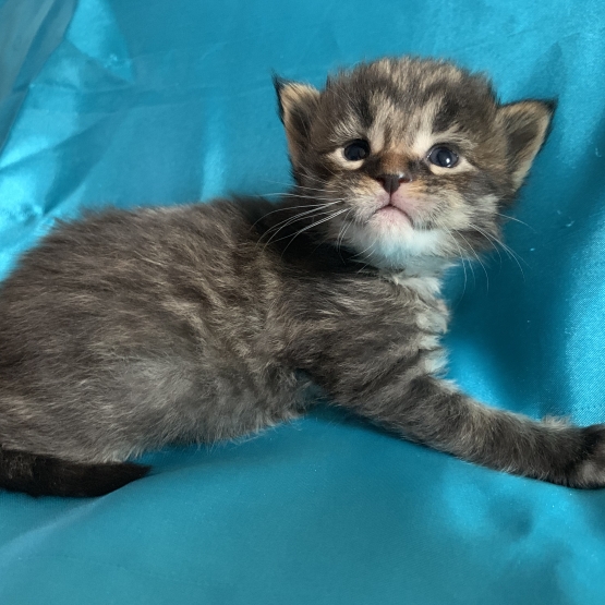 Image pour l'annonce Chaton maine coon femelle brown