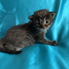 Image pour l'annonce Chaton maine coon femelle brown