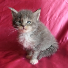 Image pour l'annonce Chatons maine coon femelles Loof