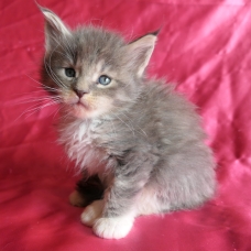 Image pour l'annonce Chatons maine coon femelles Loof