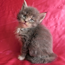 Image pour l'annonce Chatons maine coon femelles Loof