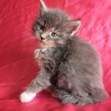 Image pour l'annonce Chatons maine coon femelles Loof