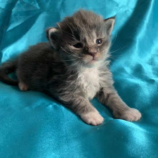 Image pour l'annonce Adorable Chaton maine coon femelle blue