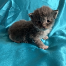 Image pour l'annonce Adorable Chaton maine coon femelle blue