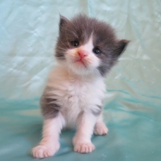 Image pour l'annonce Chatons maine coon mâles et femelles Loof