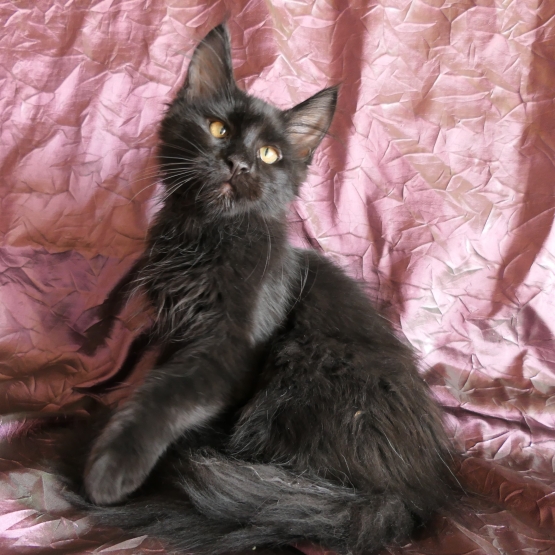 Image pour l'annonce Adorable chaton maine coon Loof