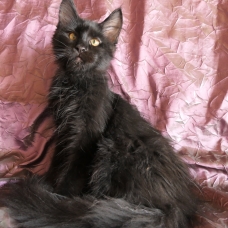 Image pour l'annonce Adorable chaton maine coon Loof