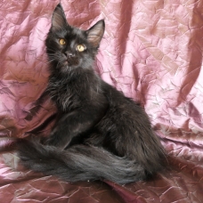 Image pour l'annonce Adorable chaton maine coon Loof