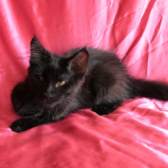 Image pour l'annonce Dispo de suite chaton maine coon Loof