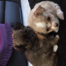 Image pour l'annonce vend Chiots chihuahuas