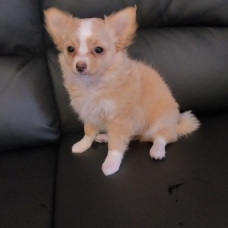 Image pour l'annonce vend Chiots chihuahuas