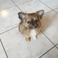 Image pour l'annonce vend Chiots chihuahuas