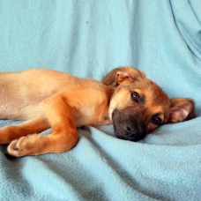 Image pour l'annonce Pitch, chiot femelle croisée créole à adopter