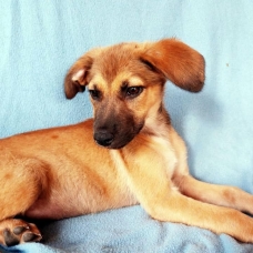 Image pour l'annonce Pitch, chiot femelle croisée créole à adopter