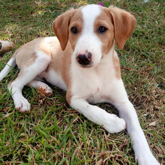 Image pour l'annonce Tara, chiot femelle croisée créole à adopter
