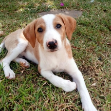 Image pour l'annonce Tara, chiot femelle croisée créole à adopter