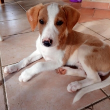 Image pour l'annonce Tara, chiot femelle croisée créole à adopter