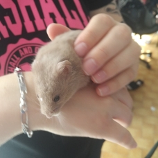 Image pour l'annonce Hamster doré gris