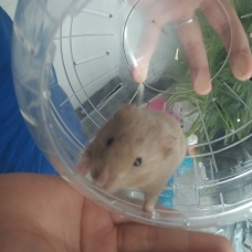 Image pour l'annonce Hamster doré gris