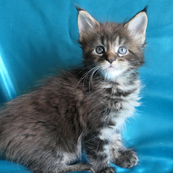 Image pour l'annonce Chatons maine coon mâles et femelles Loof