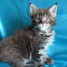 Image pour l'annonce Chatons maine coon mâles et femelles Loof