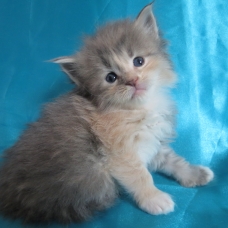 Image pour l'annonce Chatons maine coon mâles et femelles Loof