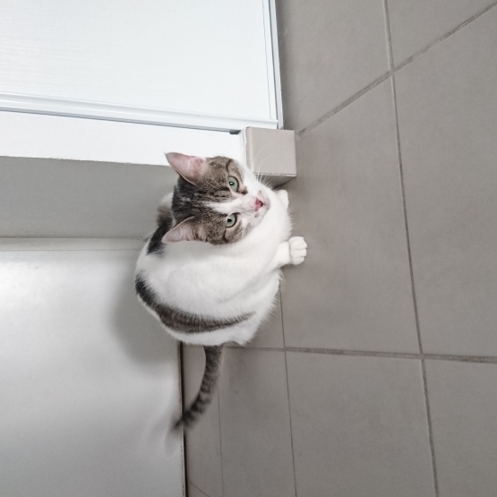Image pour l'annonce Donne chatte adorable