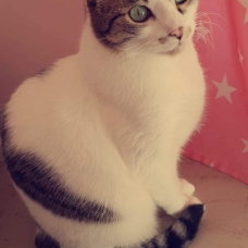 Image pour l'annonce Donne chatte adorable