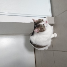 Image pour l'annonce Donne chatte adorable